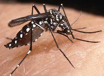 Bạn có biết muỗi vằn gây bệnh sốt xuất huyết - Bệnh Viện Nhi Đồng Thành Phố