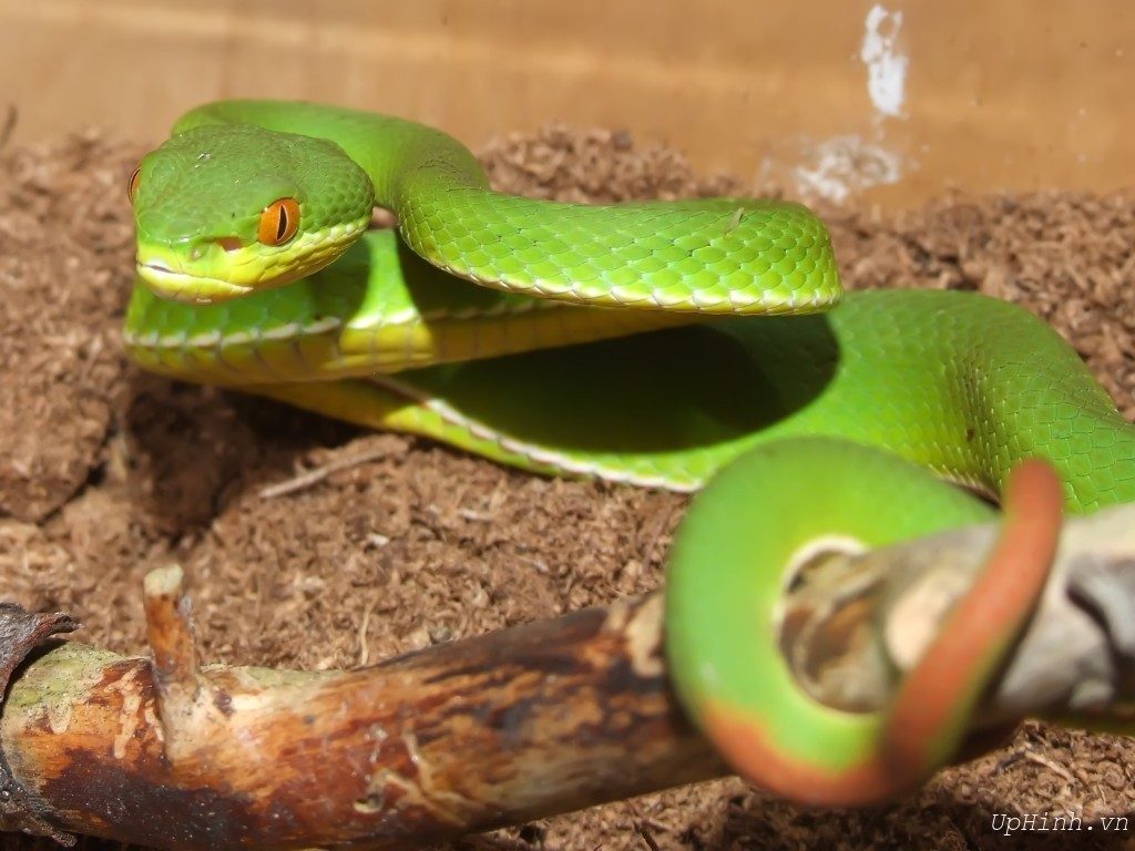 When bitten by a red-tailed green viper, it will cause severe blood clotting disorders.