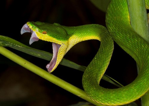 When bitten by a red-tailed green viper, it will cause severe blood clotting disorders.