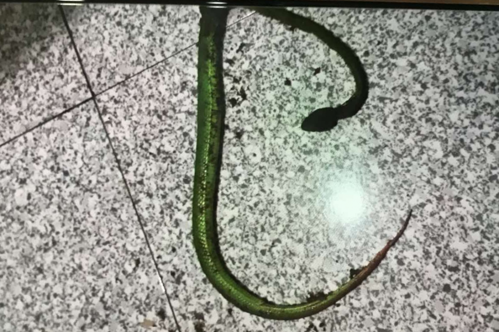 Người nhà bắt được con rắn cắn trẻ. Rắn lục xanh đuôi đỏ khi cắn người sẽ gây rối loạn đông máu nặng.