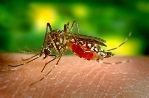 Hưởng ứng Ngày Thế giới phòng chống bệnh sốt rét – World Malaria day (25/4/2025)